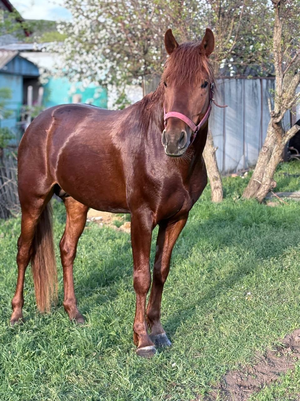 Уникальный рыжий жеребец для спорта (4)
