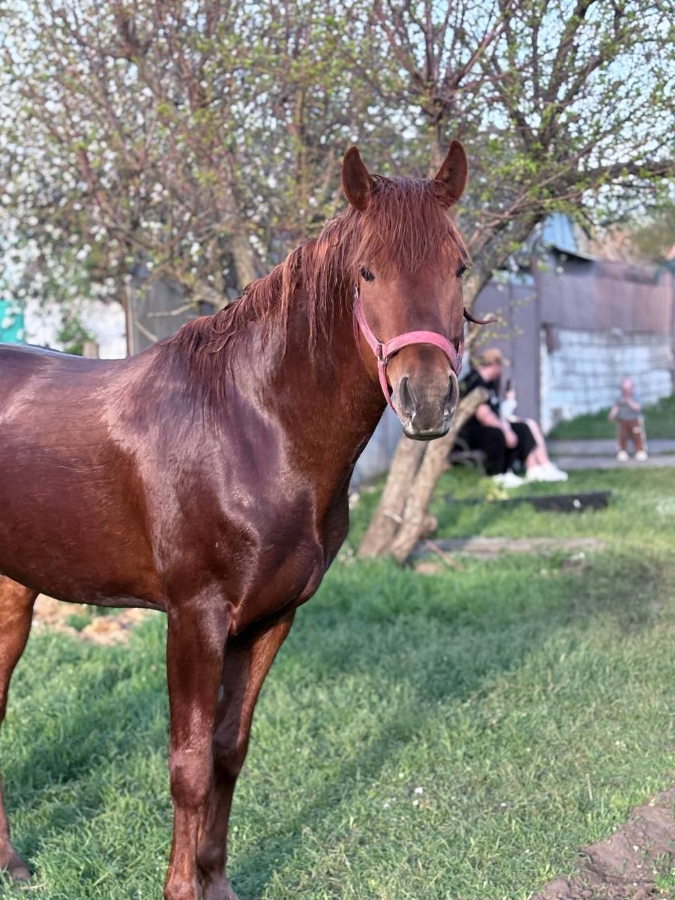 Уникальный рыжий жеребец для спорта