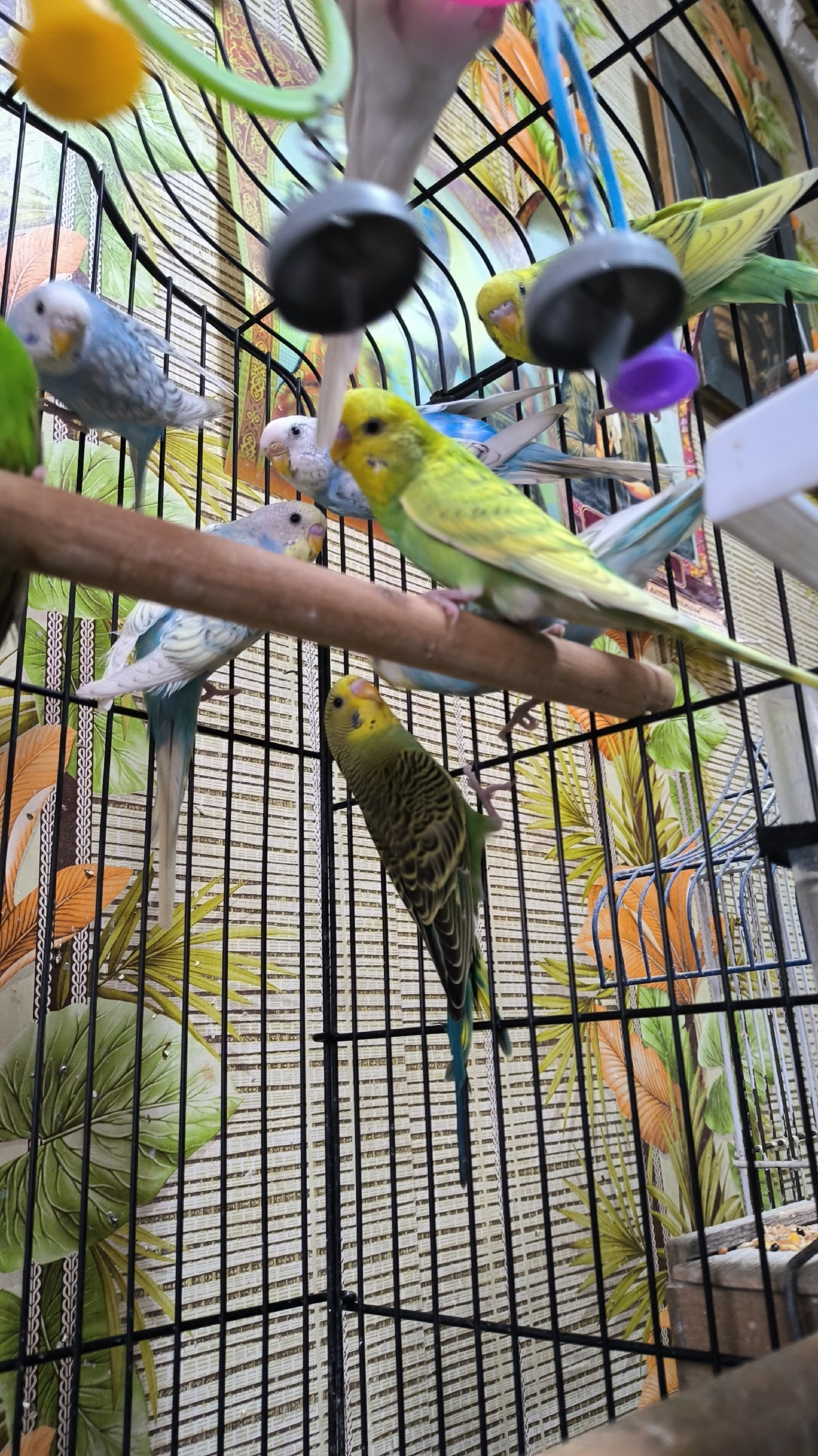 Очаровательные Попугаи: Ваш Дом Станет (1)