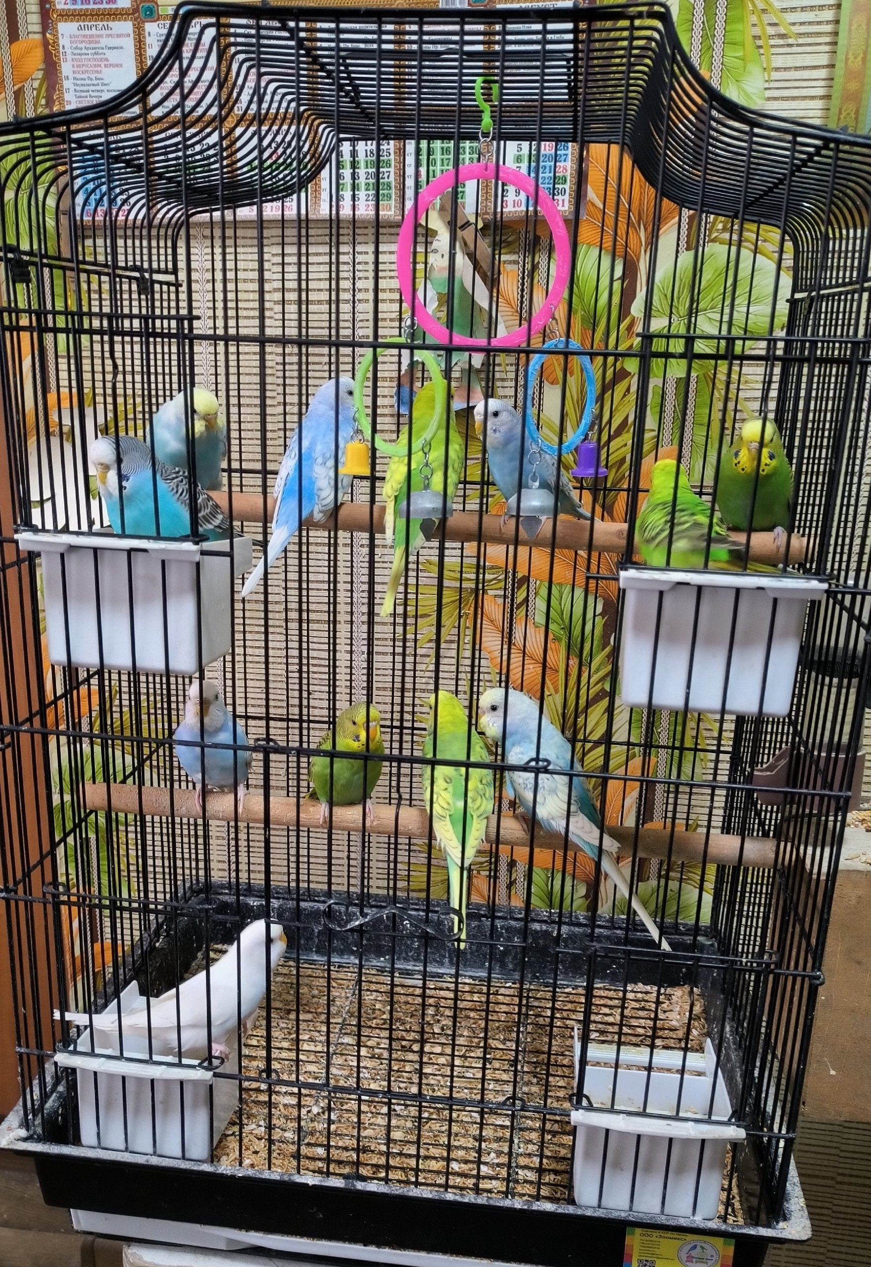 Очаровательные Попугаи: Ваш Дом Станет