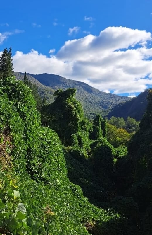 Оформление недвижимости в Абхазии В (4)