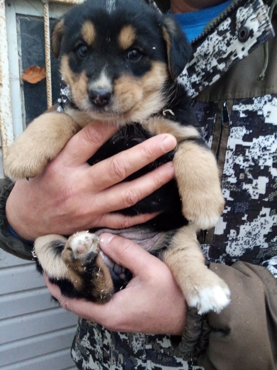 Дом для щенков в Шуе (1)