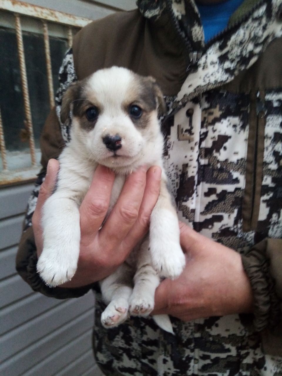 Дом для щенков в Шуе