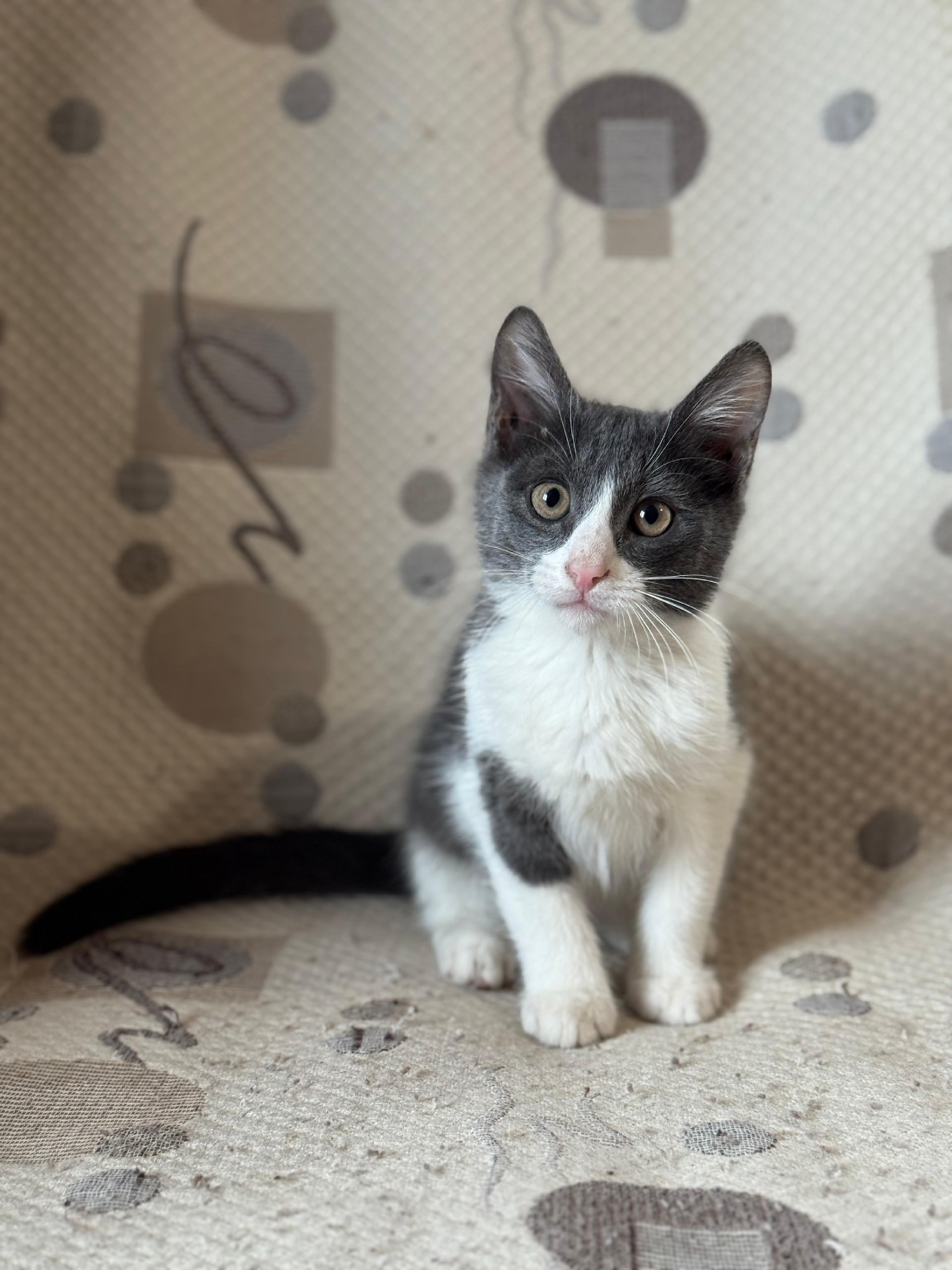 Котёнок Лемур ищет семью Милый (1)