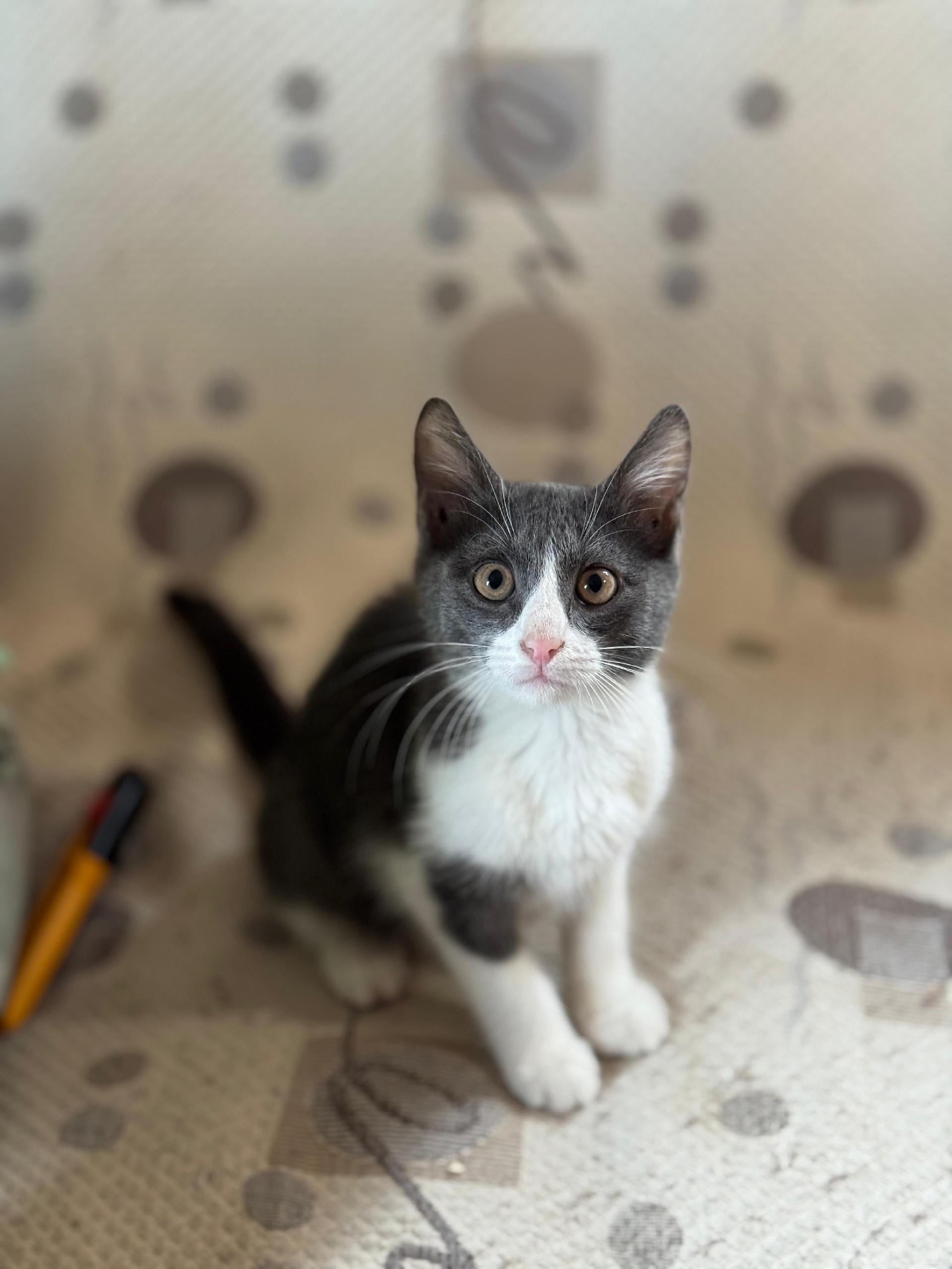 Котёнок Лемур ищет семью Милый (3)