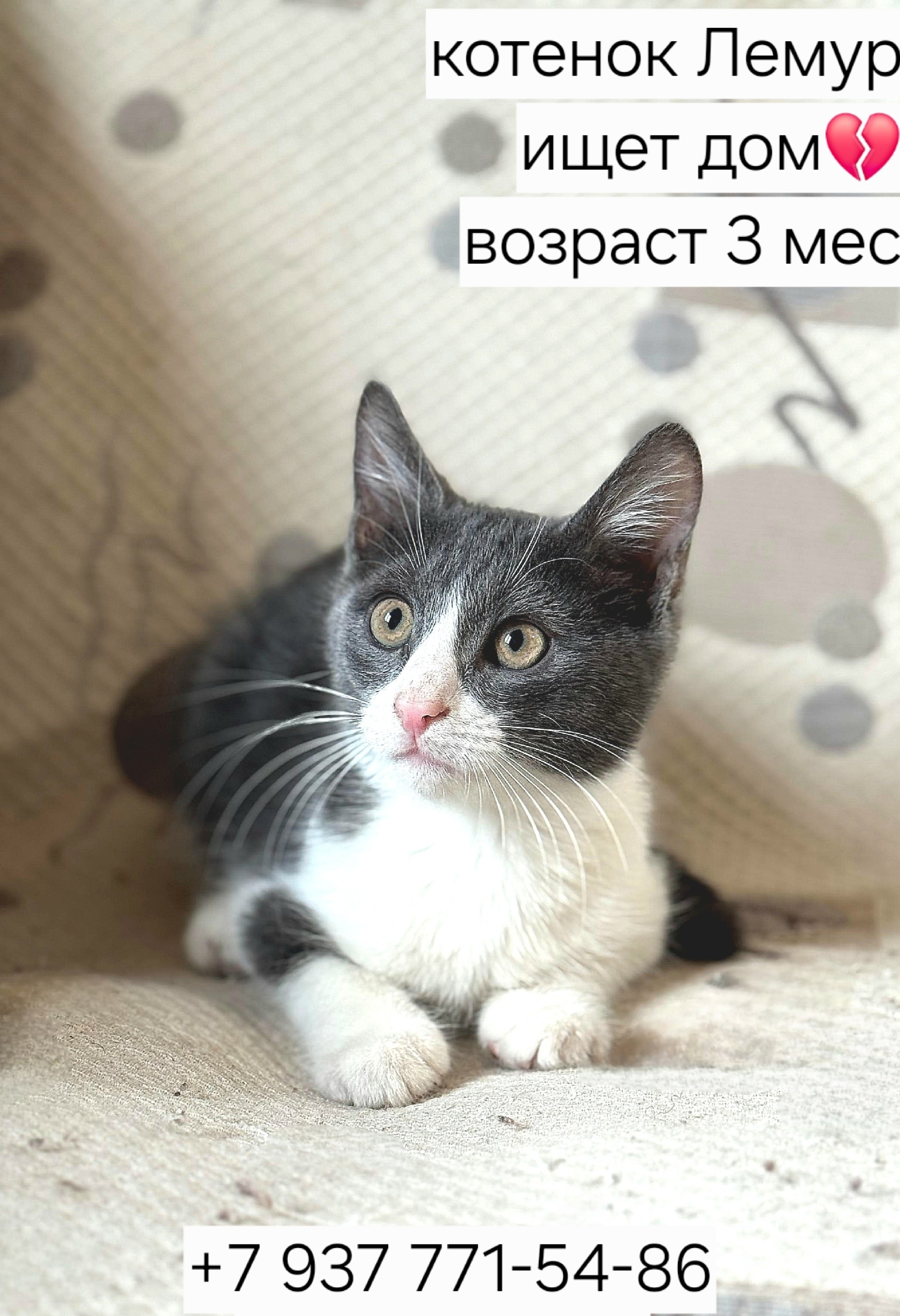 Котёнок Лемур ищет семью Милый