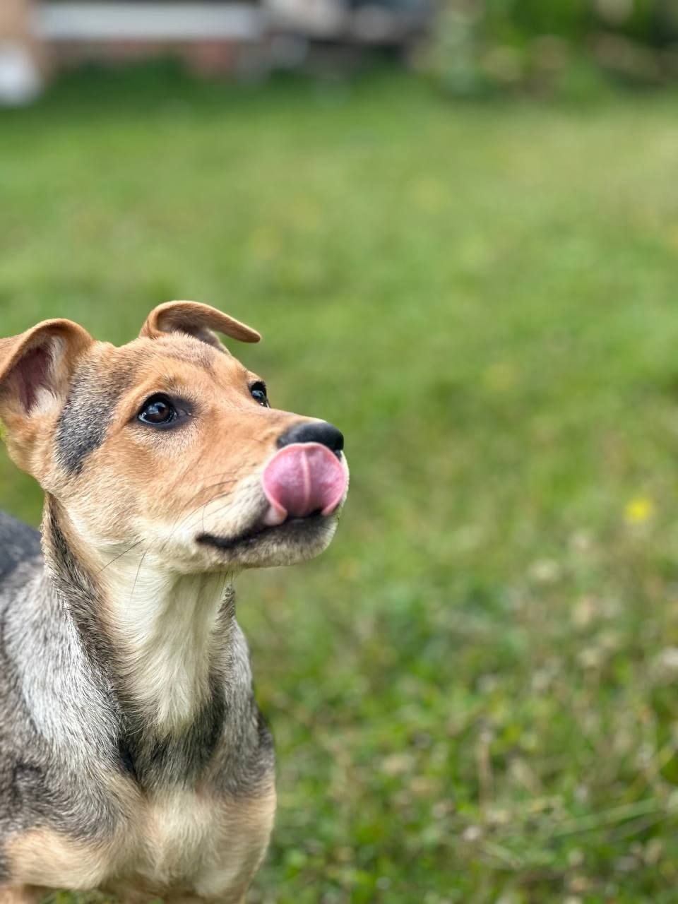 Хлоя — чудесная собака из (2)