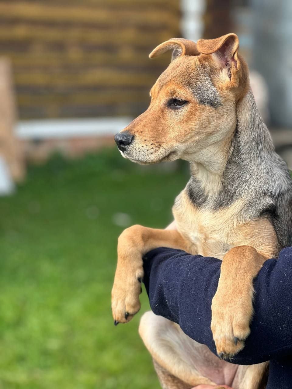 Хлоя — чудесная собака из (1)