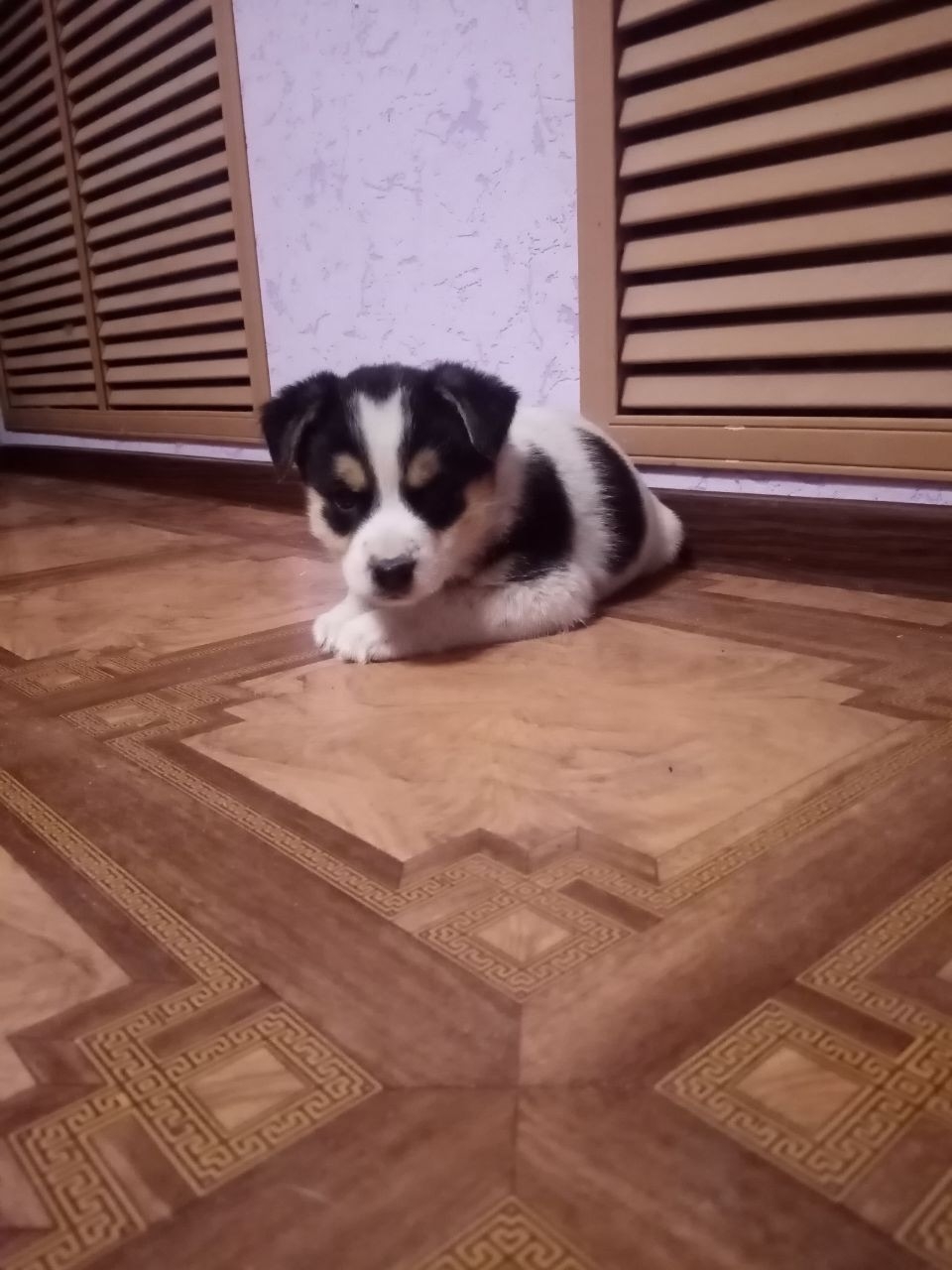 Дом ищут два очаровательных щенка (1)