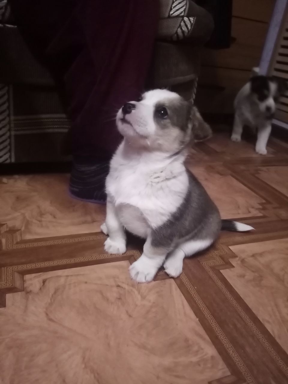 Дом ищут два очаровательных щенка (2)