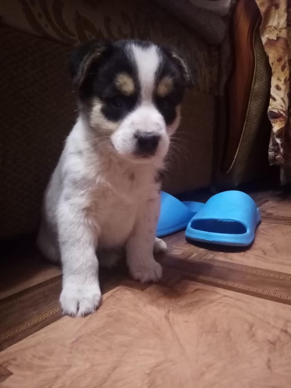 Дом ищут два очаровательных щенка