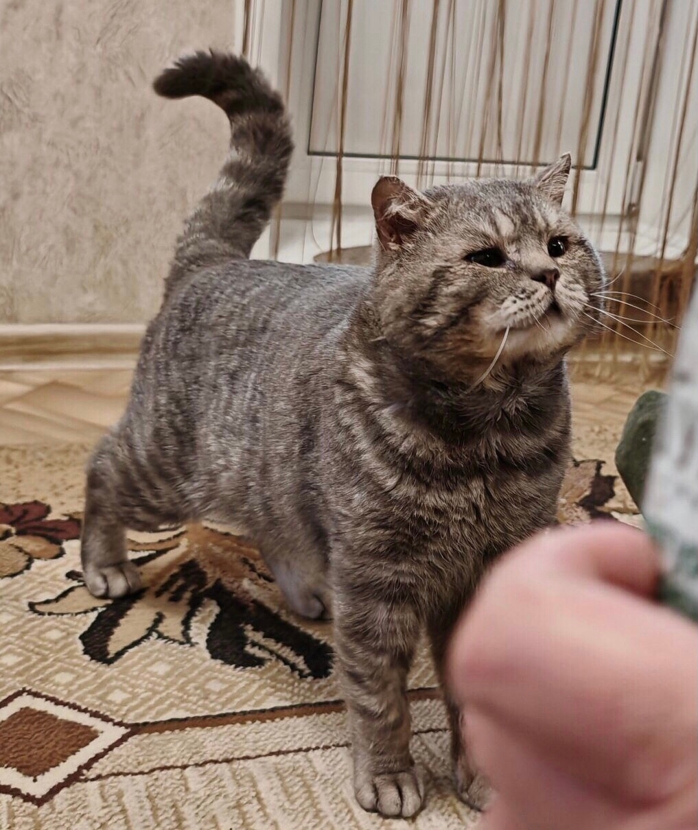 Спасённый харизматичный кот Матроскин Этот (3)