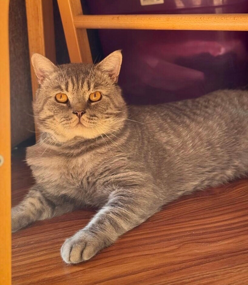 Спасённый харизматичный кот Матроскин Этот