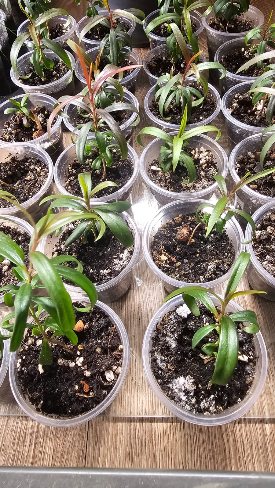 Каллистемон: Эффектные и редкие растения (2)