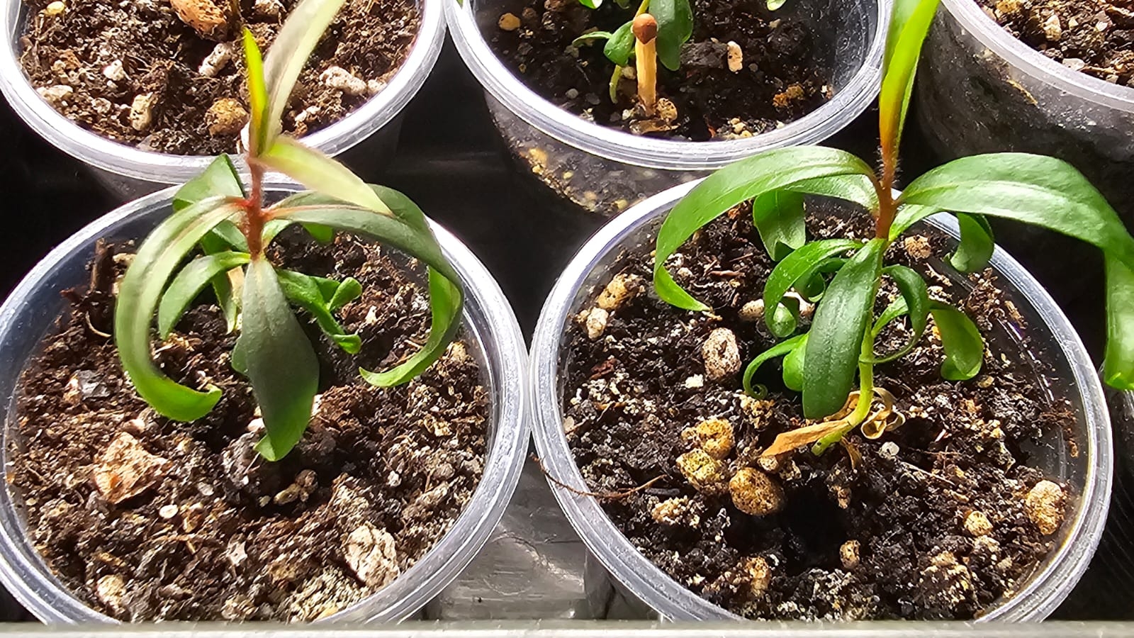 Каллистемон: Эффектные и редкие растения (3)