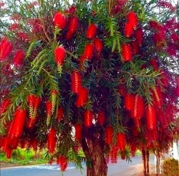 Каллистемон: Эффектные и редкие растения