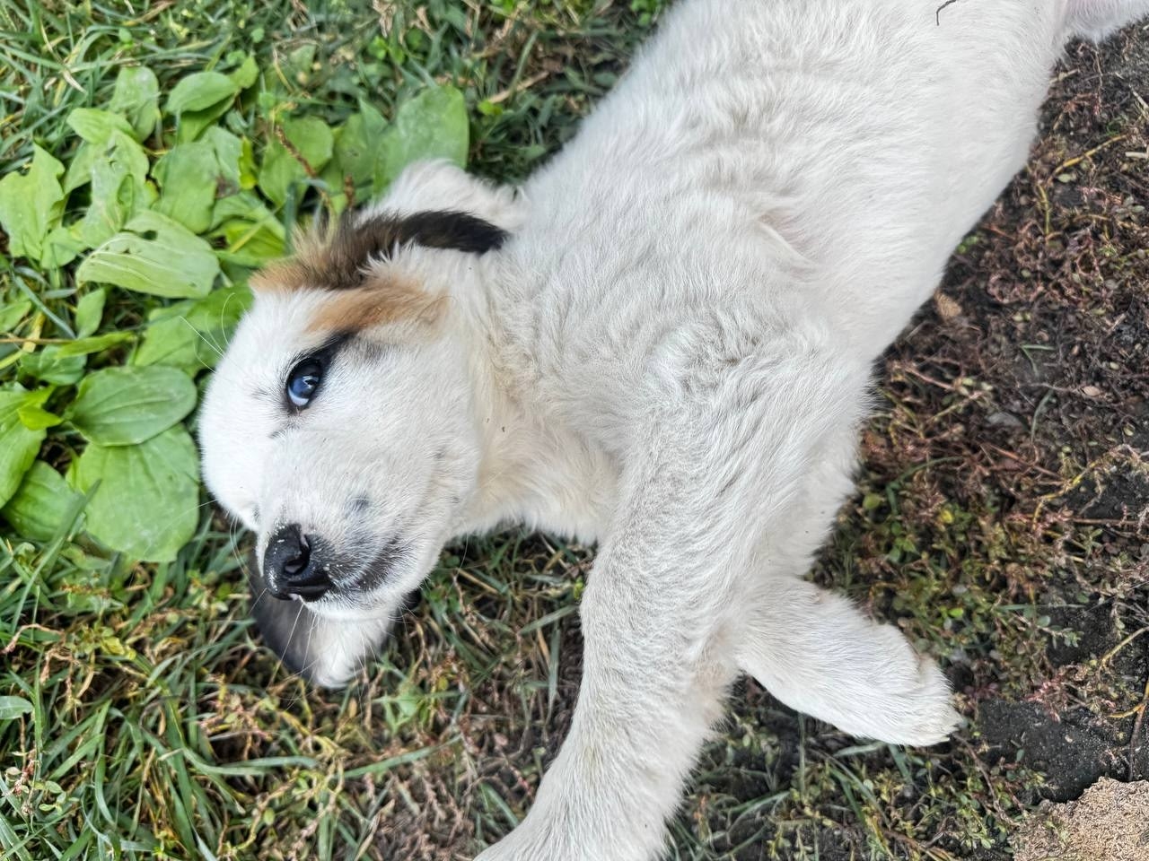 Крупный щенок ищет добрые руки (2)