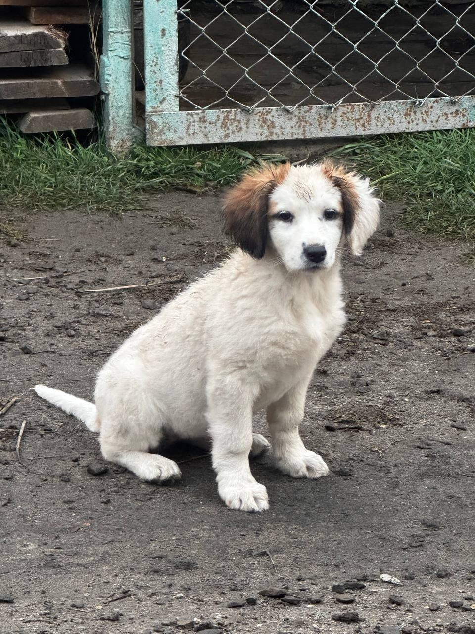 Крупный щенок ищет добрые руки