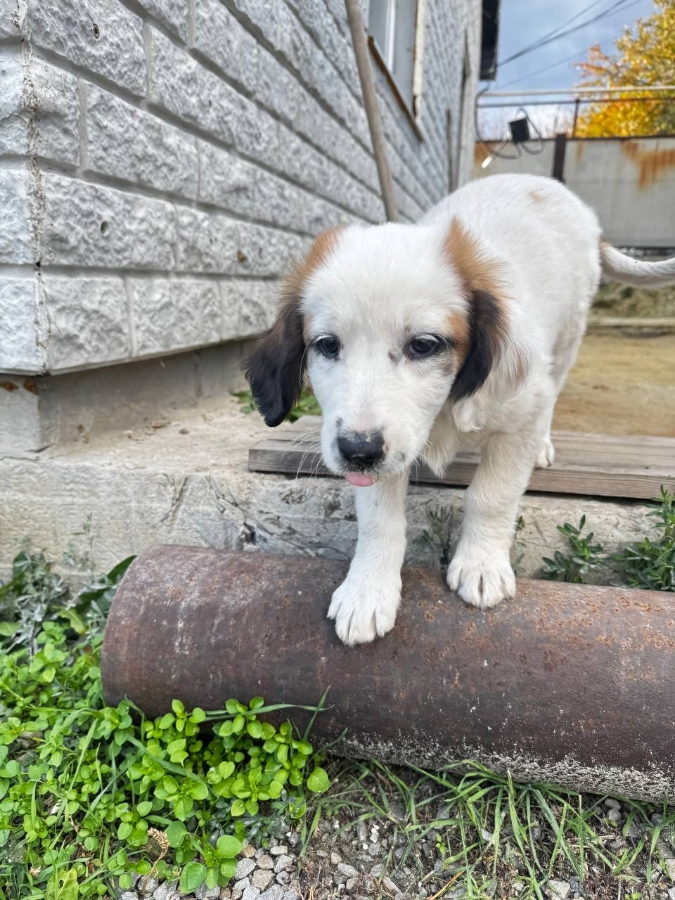 Крупный щенок ищет добрые руки (1)