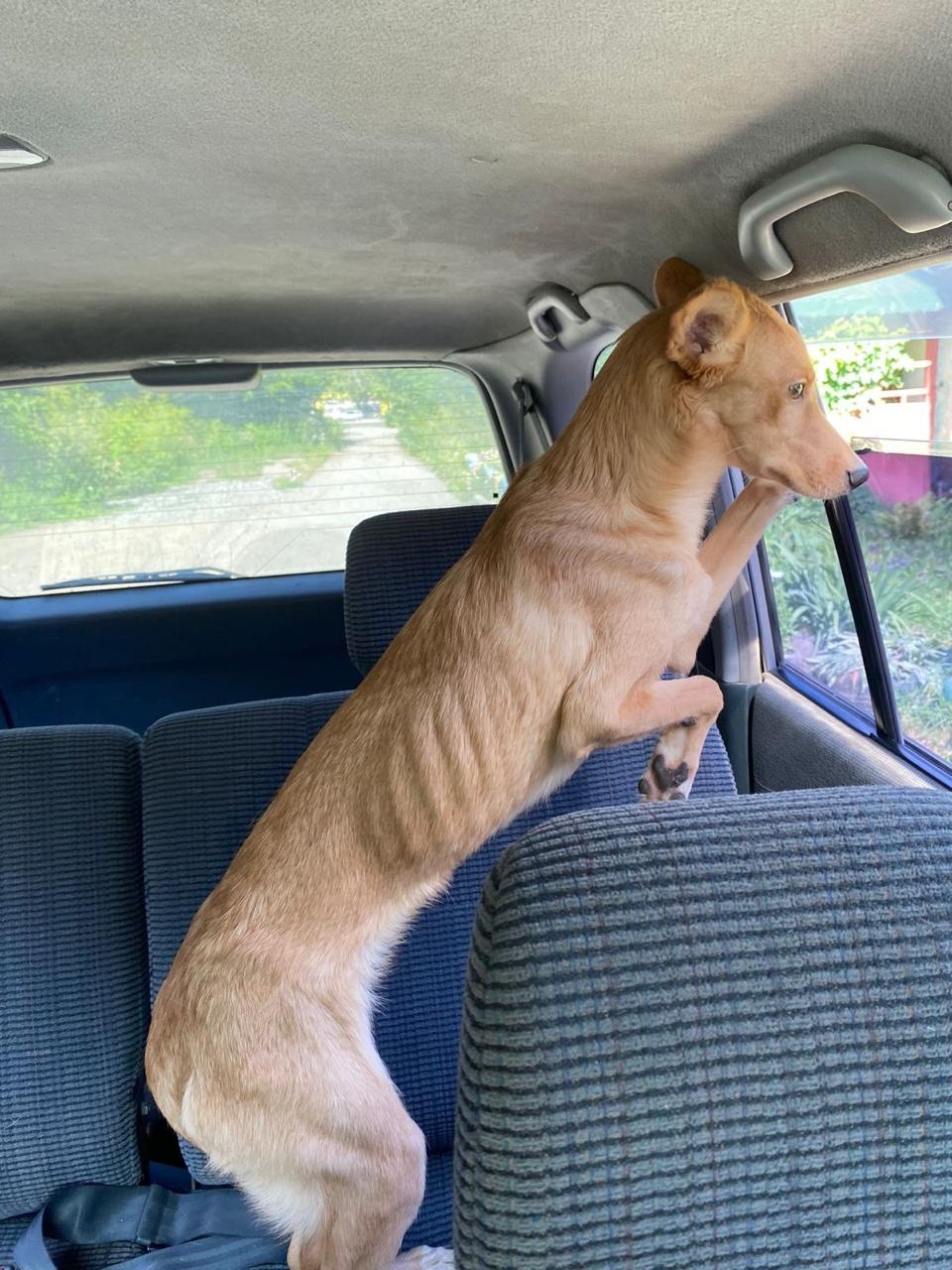 Нужен дом для спасенной Ники (3)