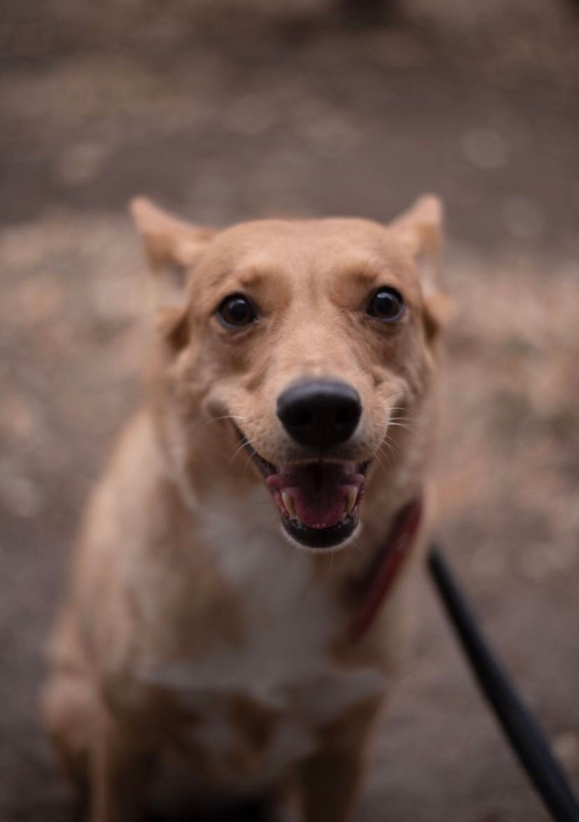 Нужен дом для спасенной Ники