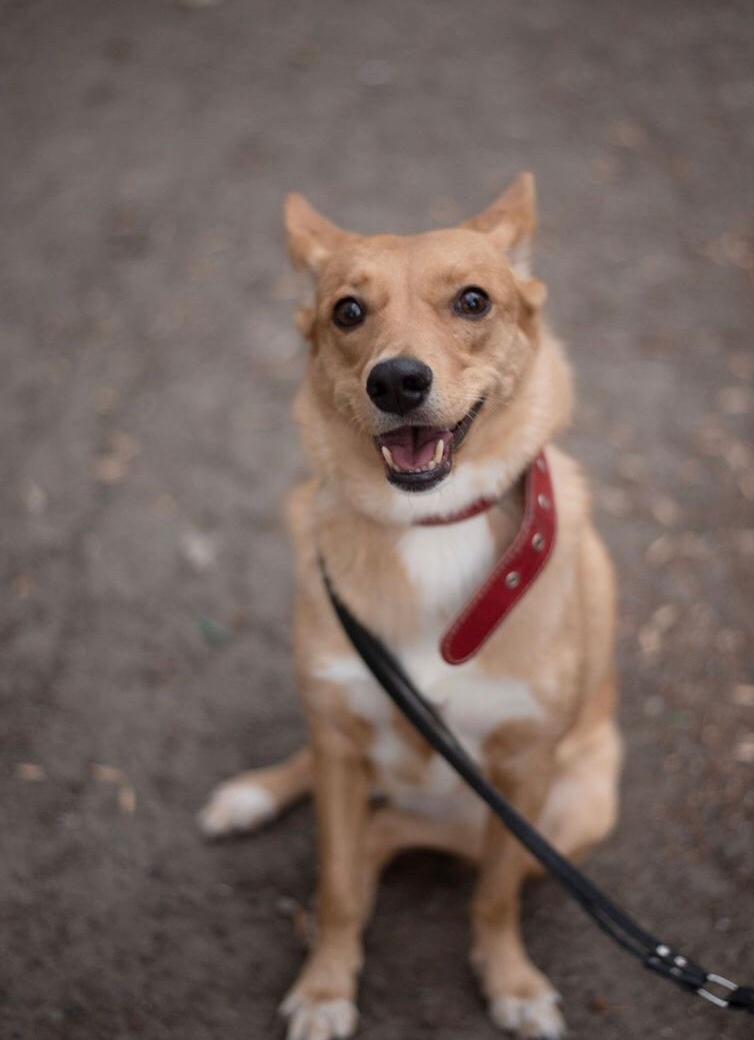 Нужен дом для спасенной Ники (2)