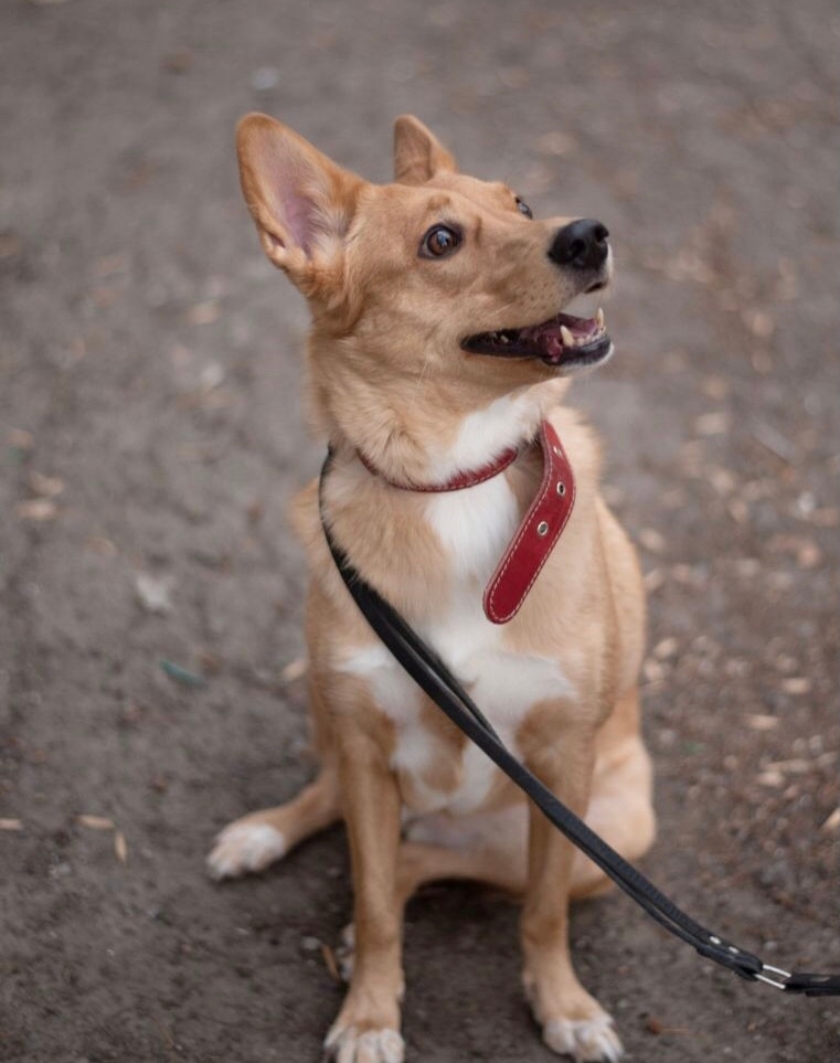 Нужен дом для спасенной Ники (1)