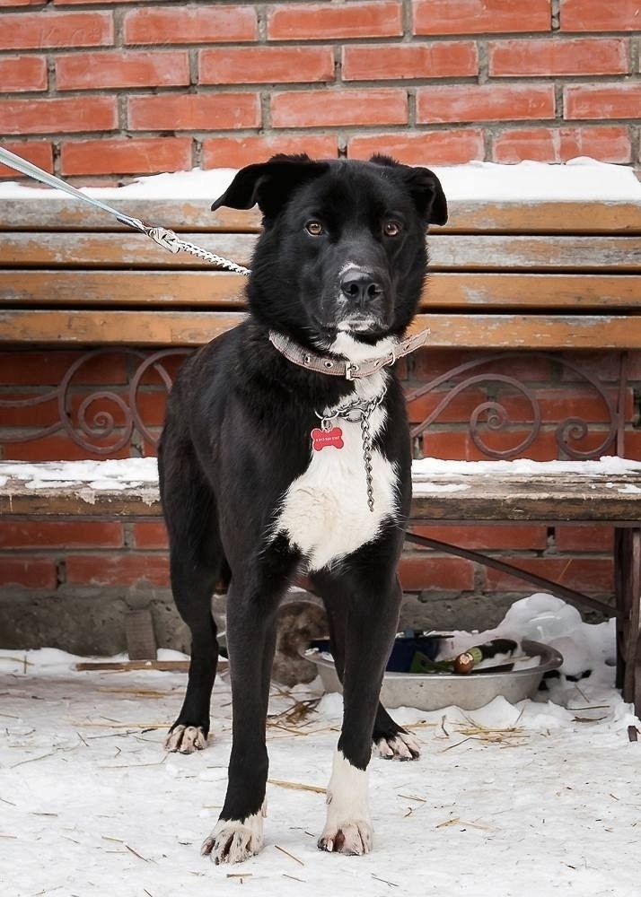 Дункан ищет любящий дом Этот (2)