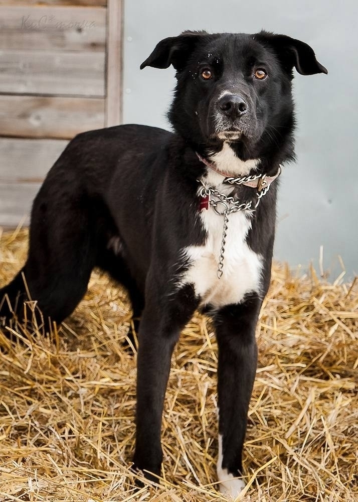 Дункан ищет любящий дом Этот