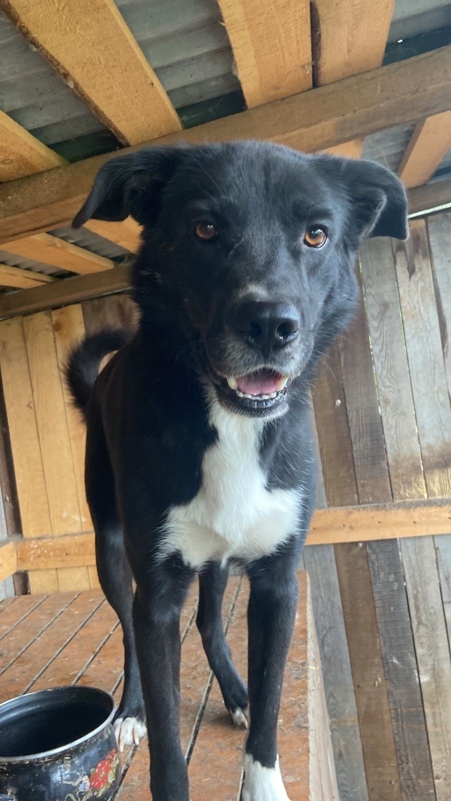 Дункан ищет любящий дом Этот (6)