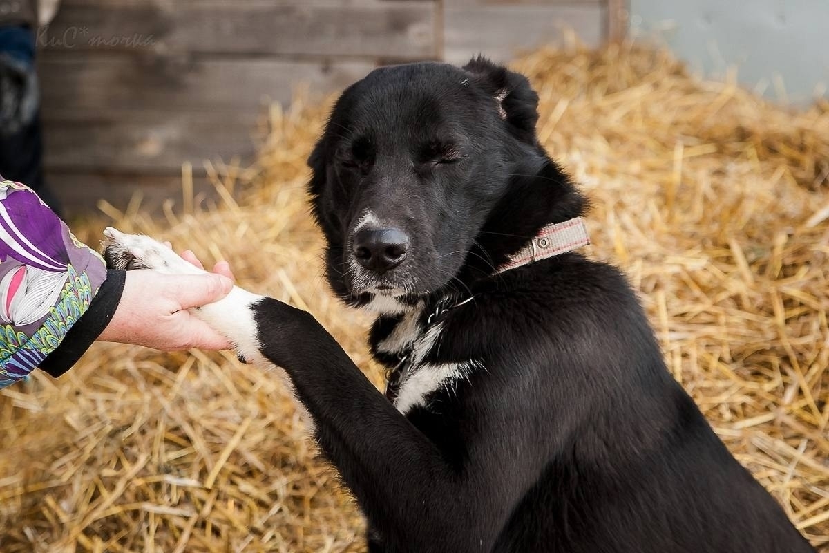 Дункан ищет любящий дом Этот (1)