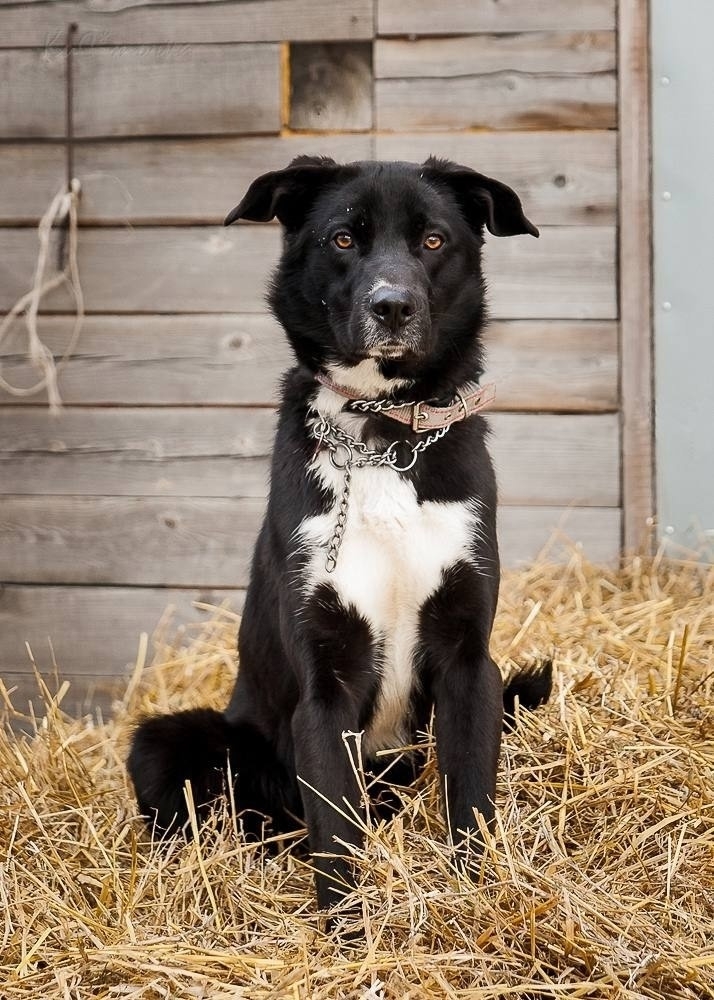 Дункан ищет любящий дом Этот (3)