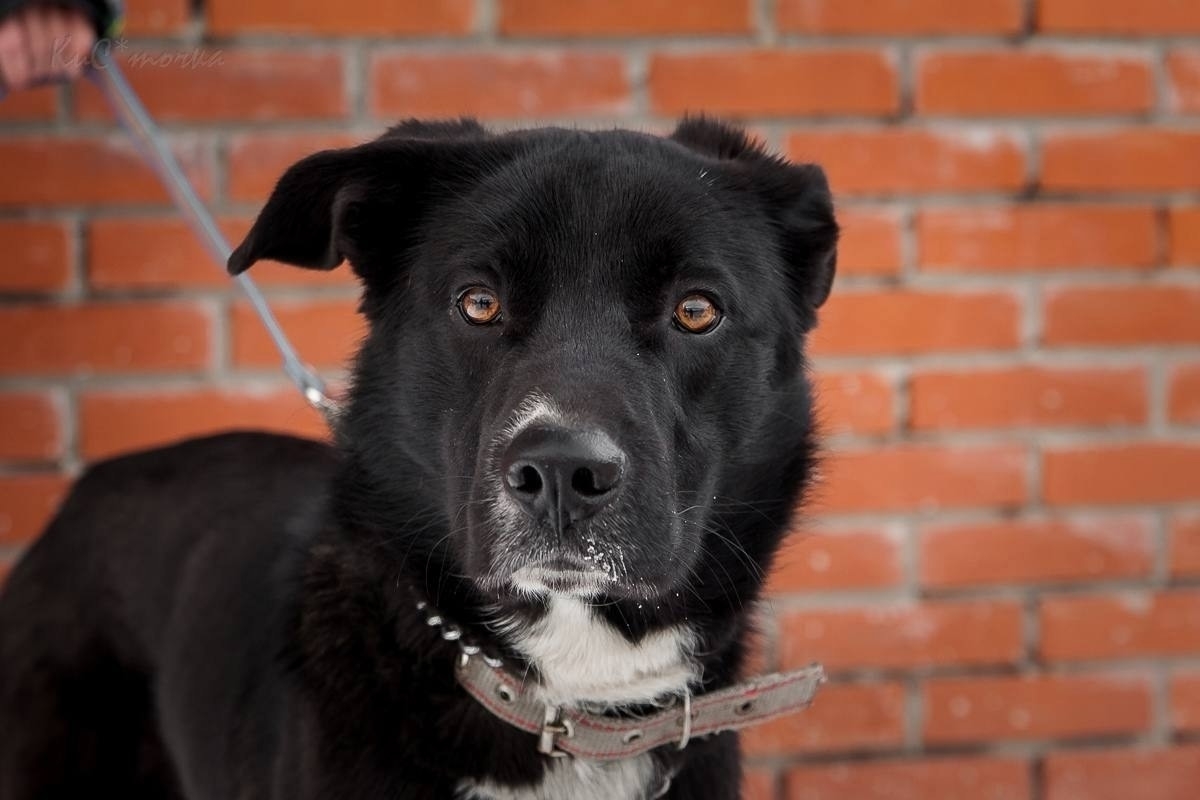 Дункан ищет любящий дом Этот (5)