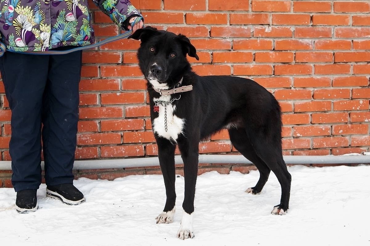 Дункан ищет любящий дом Этот (4)