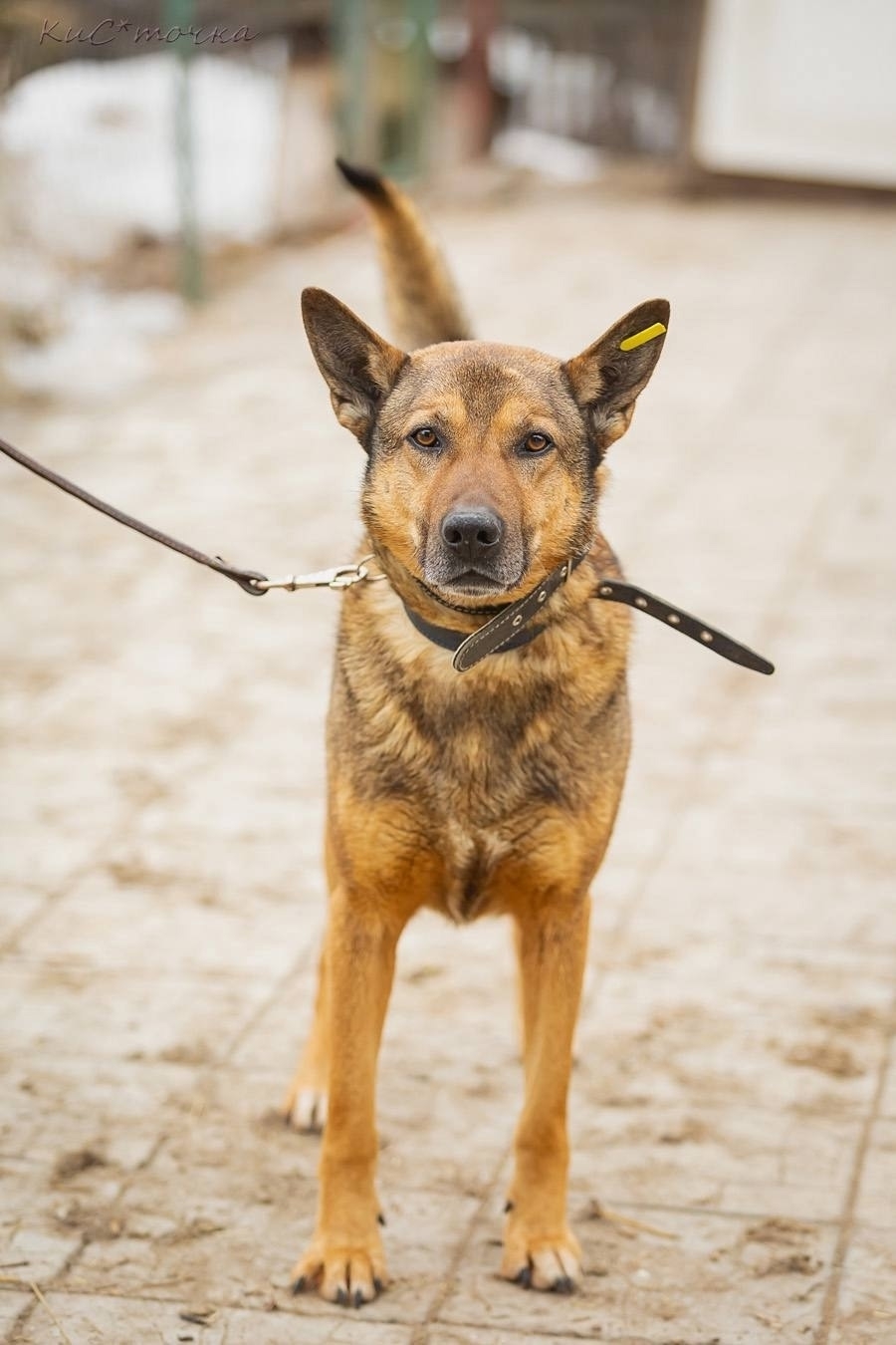 Рэкс, верный друг, ждёт хозяина (2)