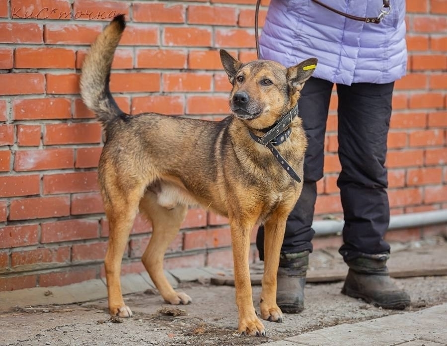 Рэкс, верный друг, ждёт хозяина (4)