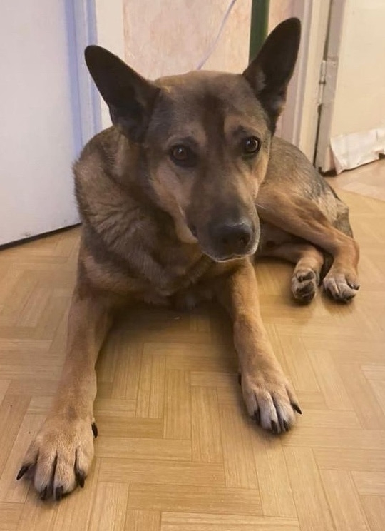 Рэкс, верный друг, ждёт хозяина (1)