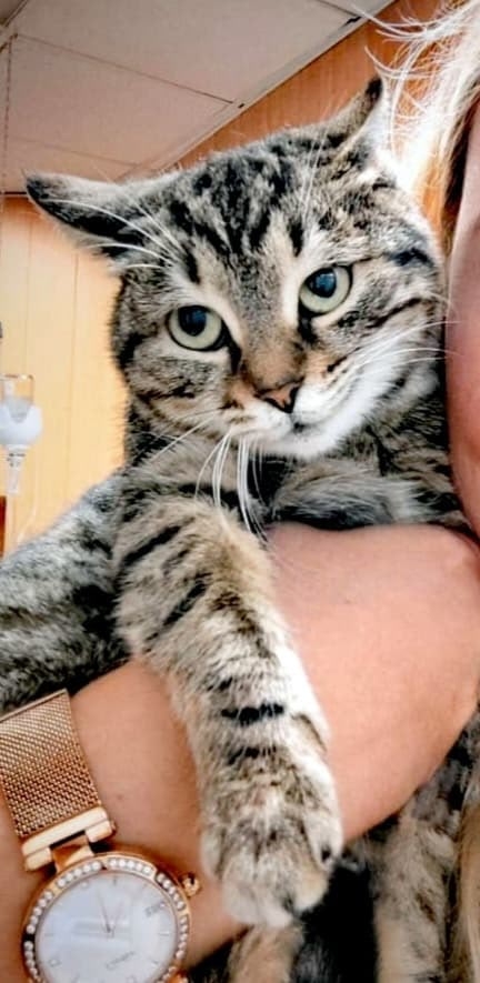 Найден новый дом для Симоны