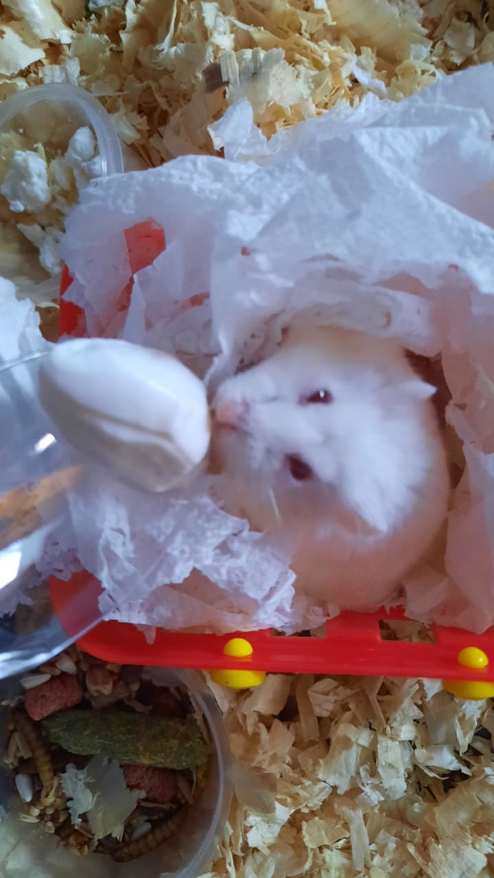 Продажа хомяков и клеток недорого