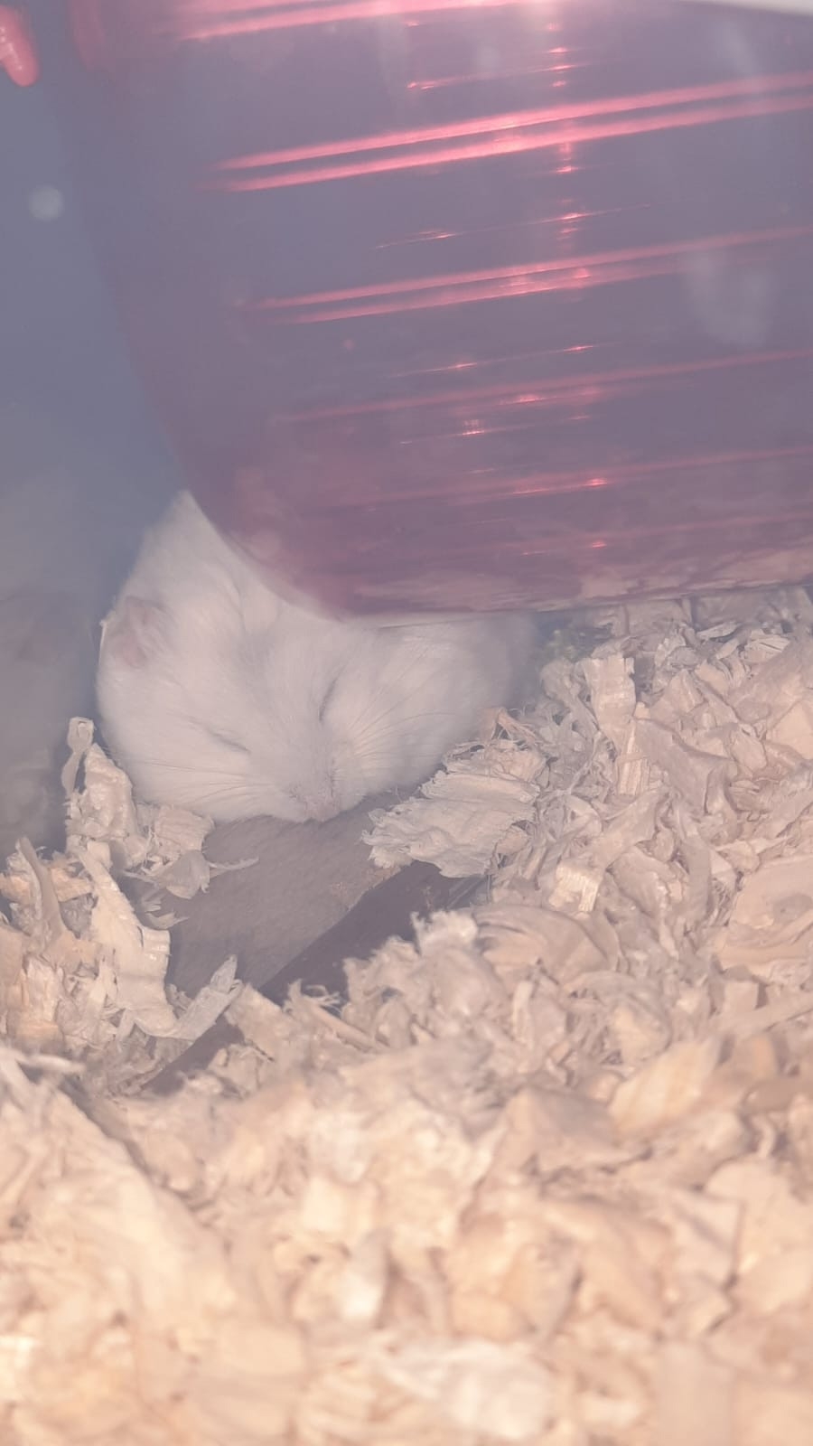 Продажа хомяков и клеток недорого (6)