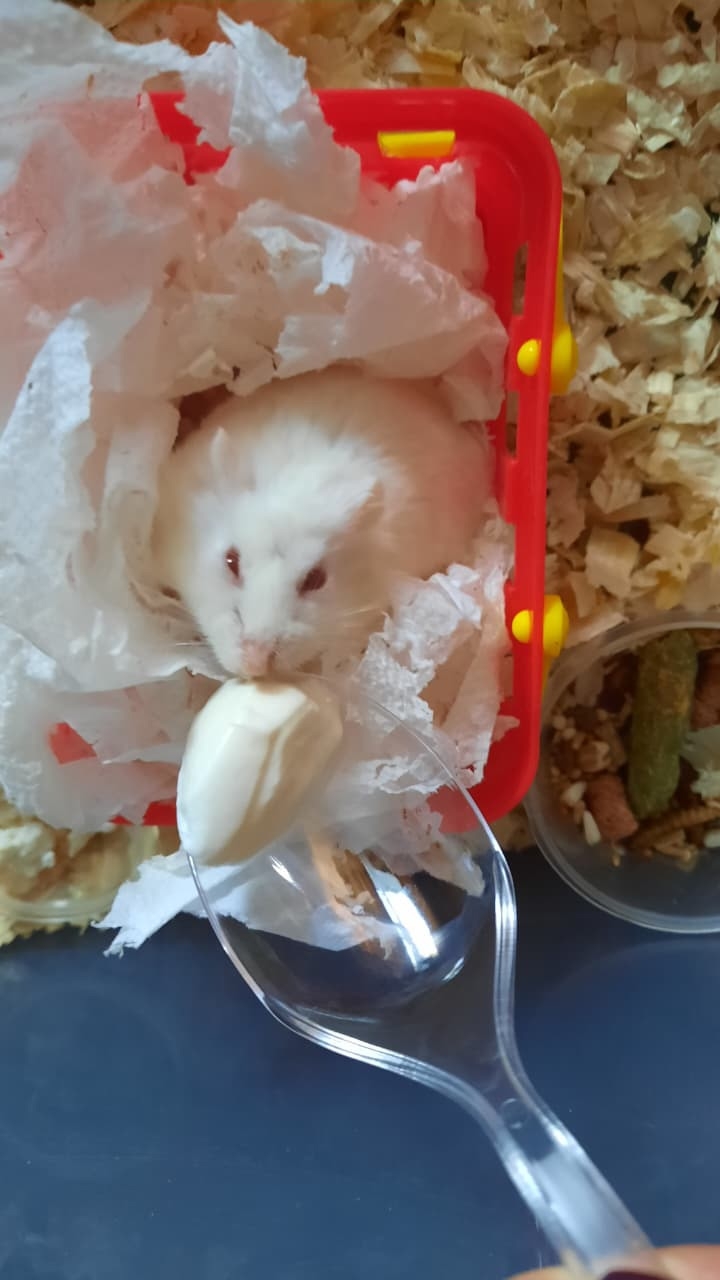 Продажа хомяков и клеток недорого (1)