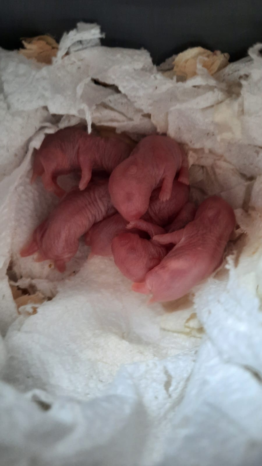 Продажа хомяков и клеток недорого (3)