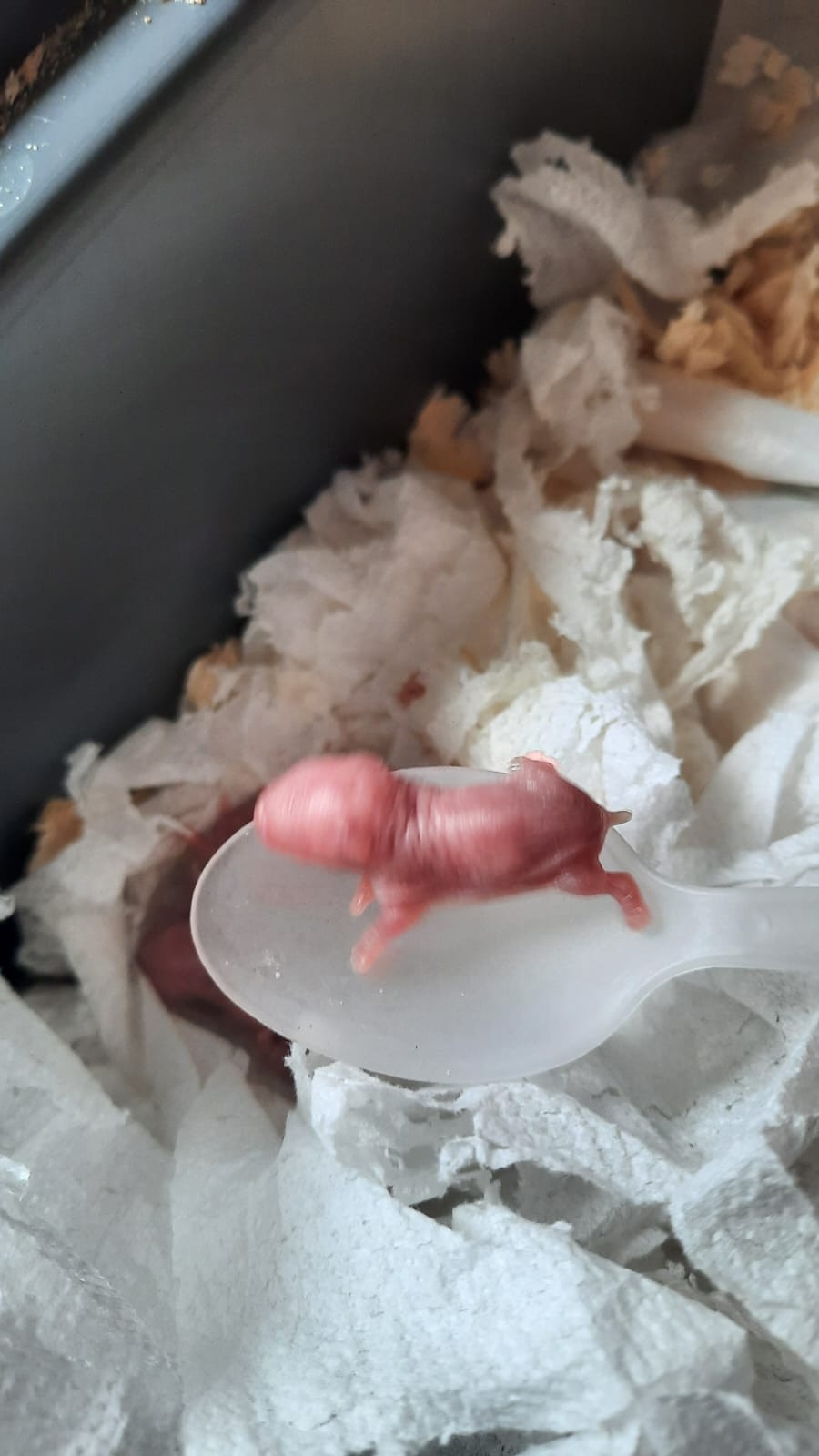 Продажа хомяков и клеток недорого (2)