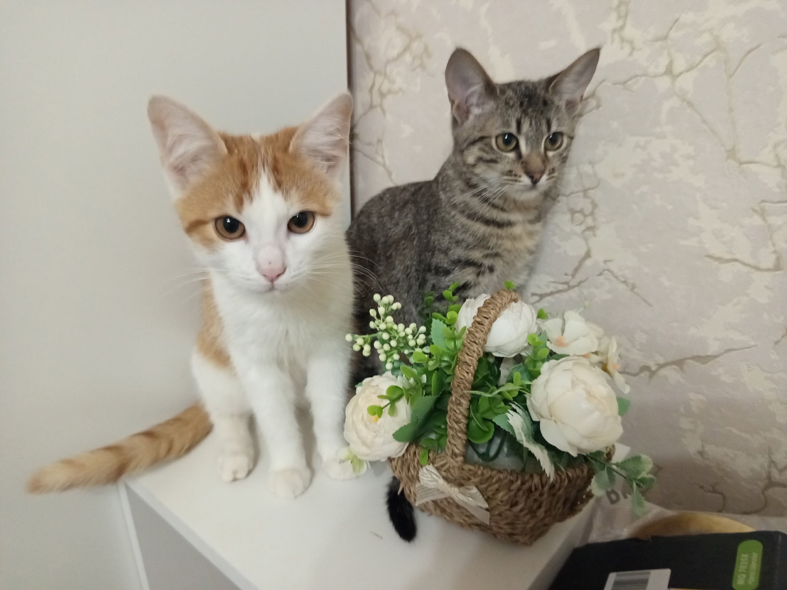 Хвостатая Пара в Поисках Дома