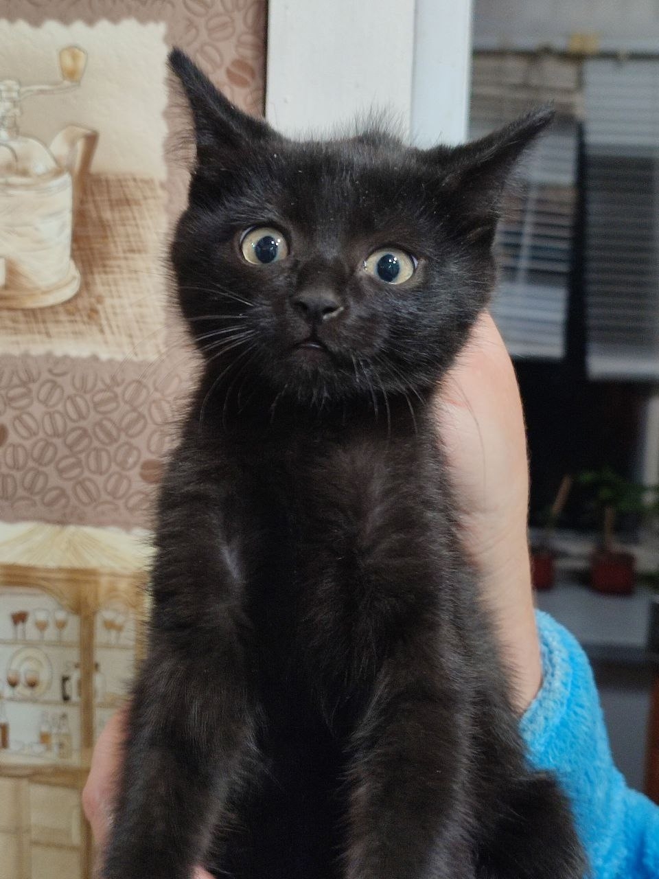 Черный котенок желает обрести семью (3)