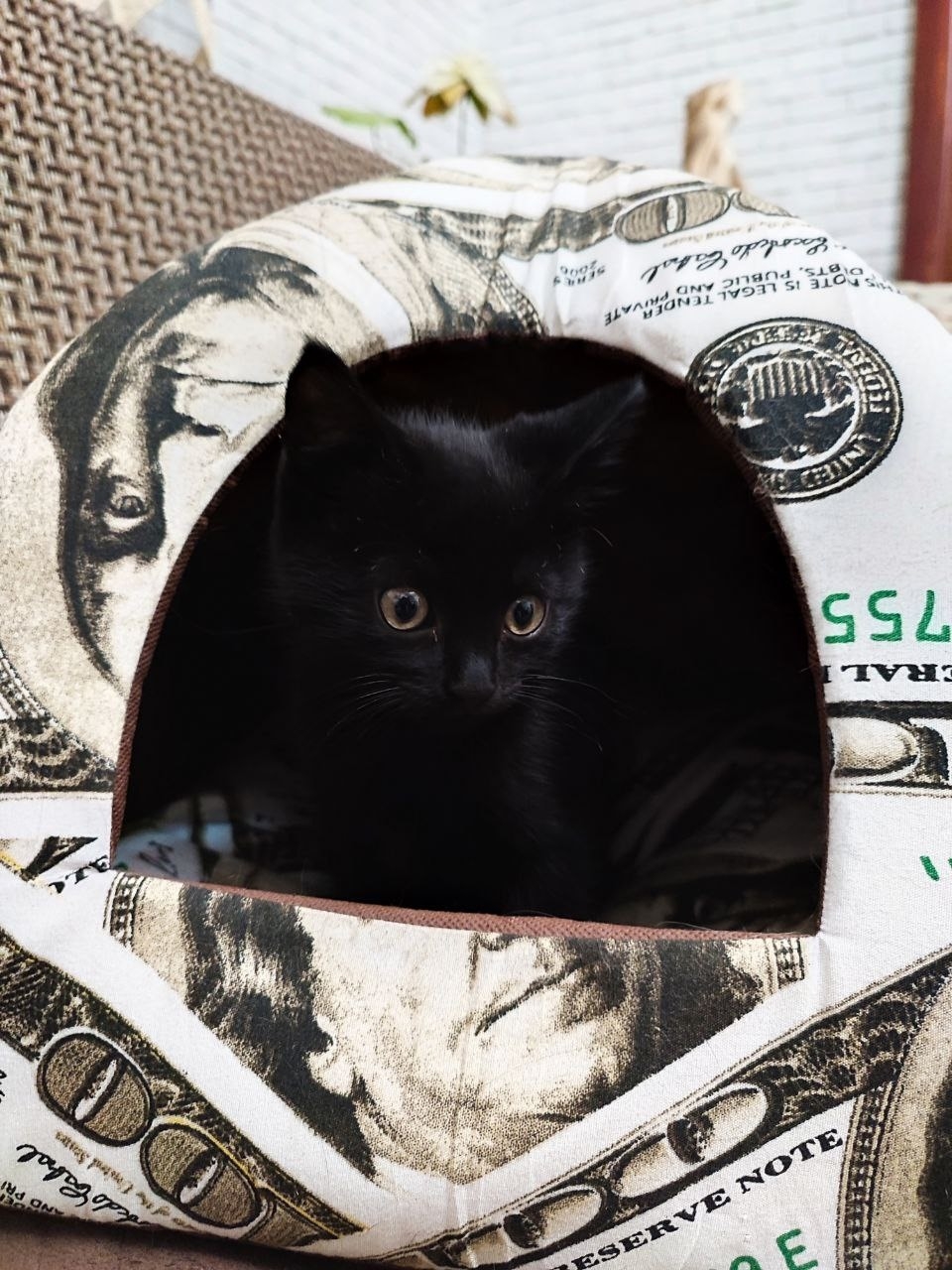 Черный котенок желает обрести семью