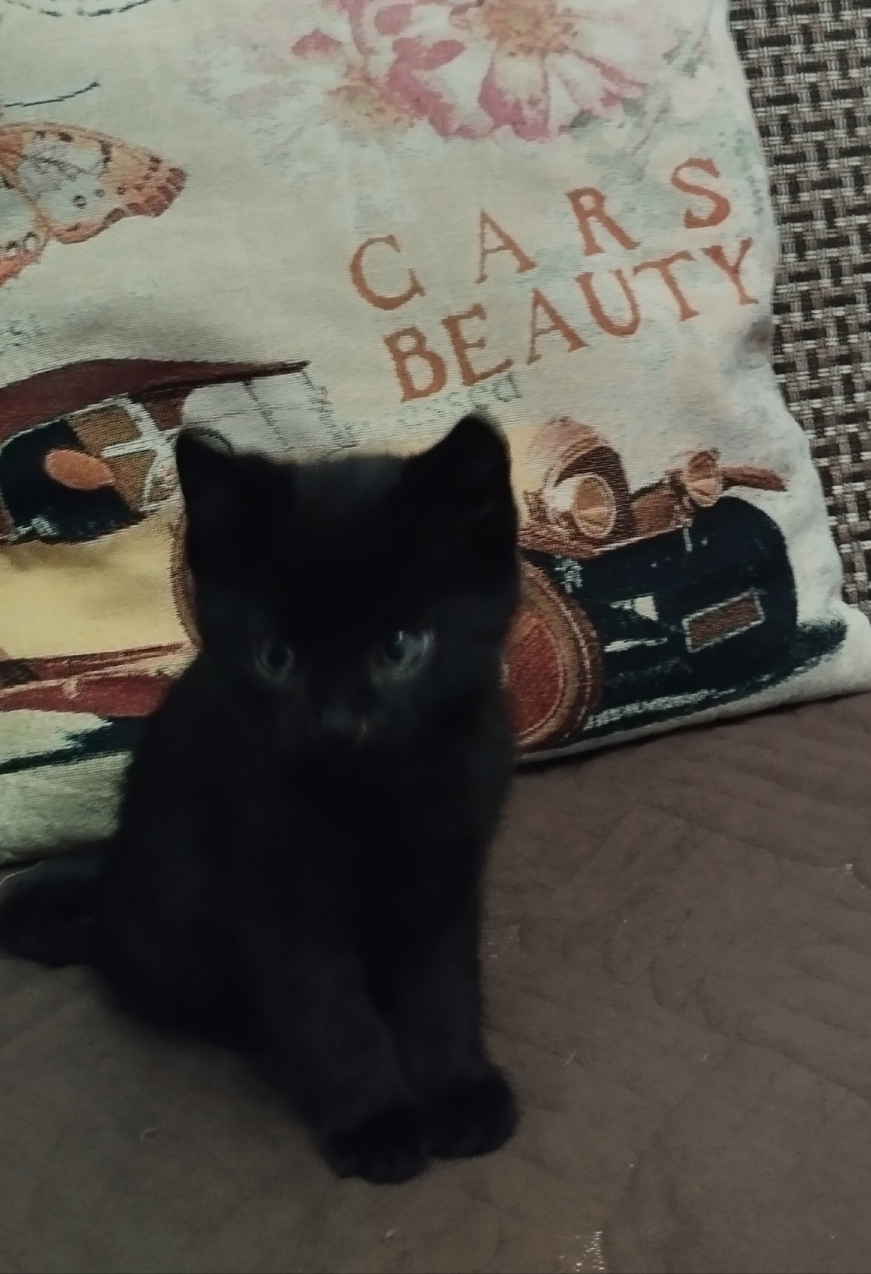 Черный котенок желает обрести семью (2)