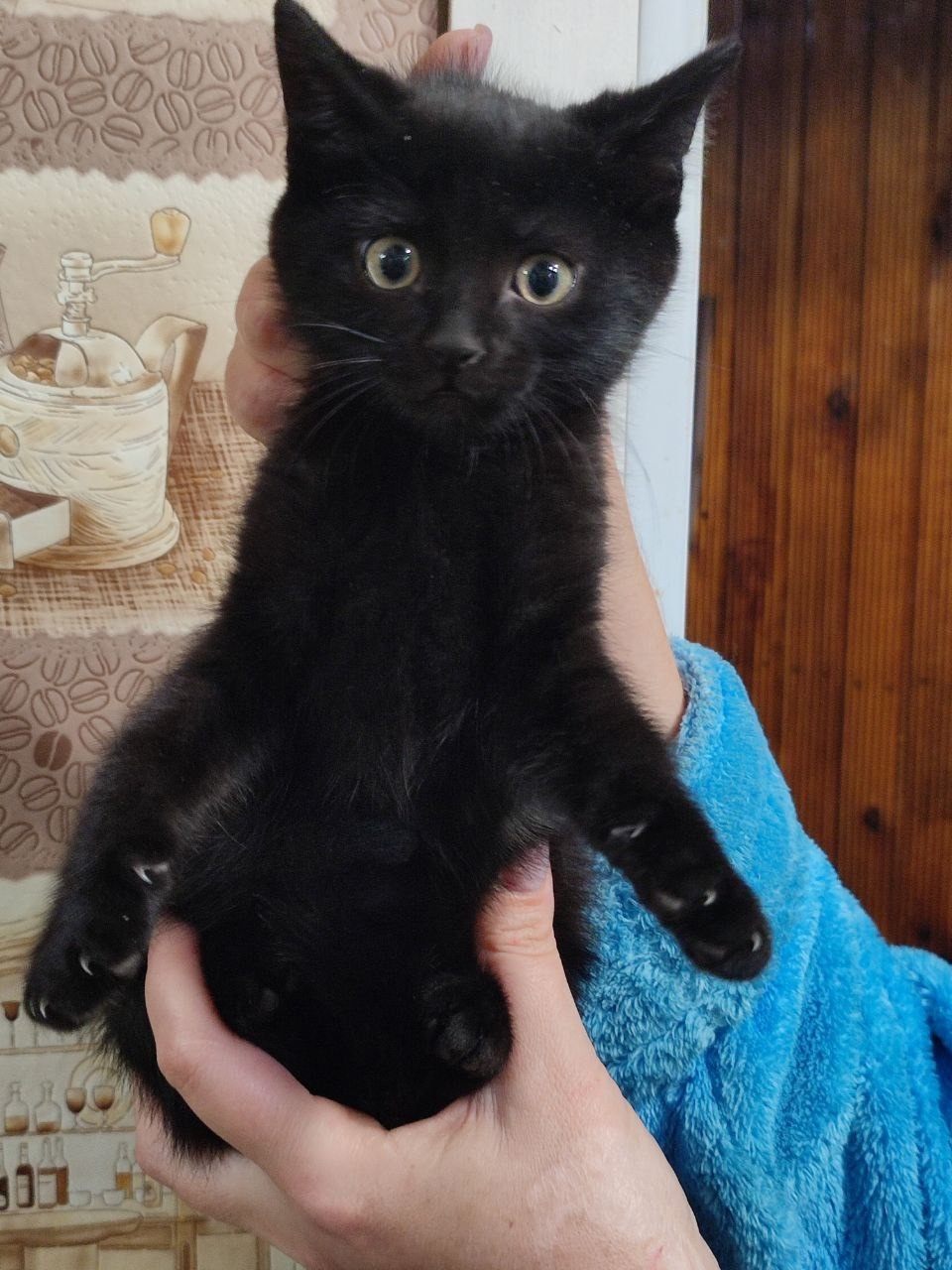 Черный котенок желает обрести семью (4)