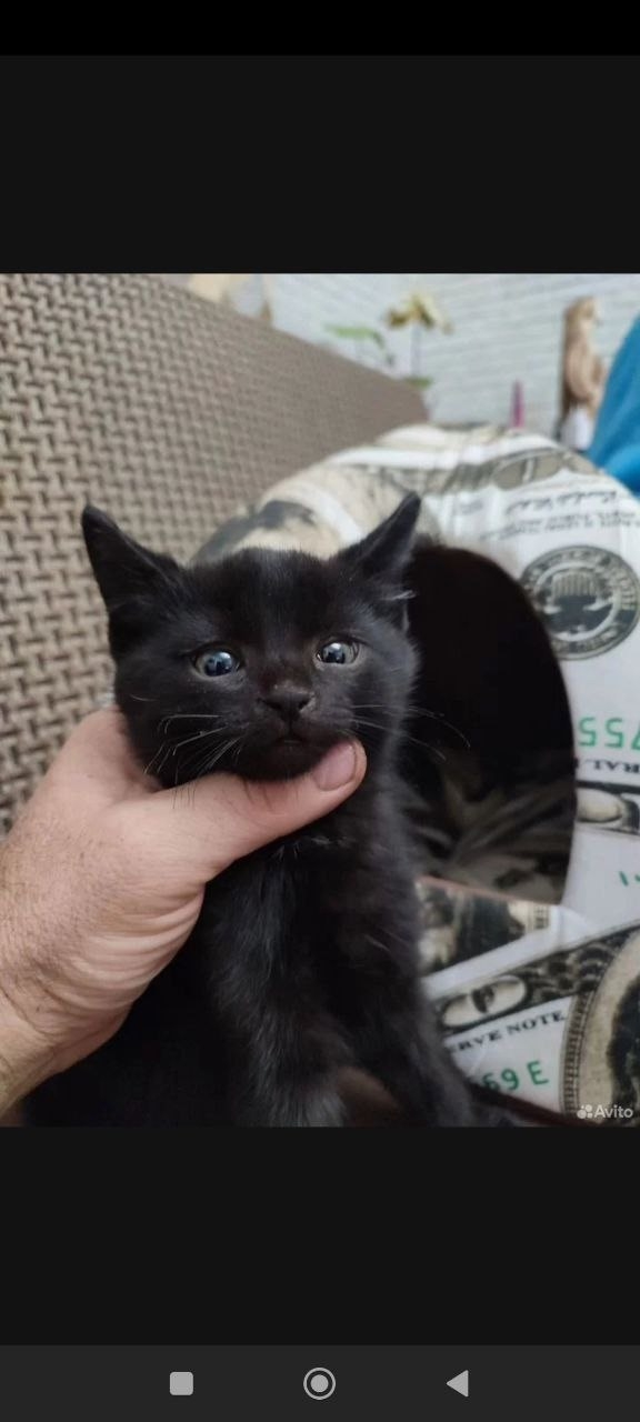Черный котенок желает обрести семью (1)