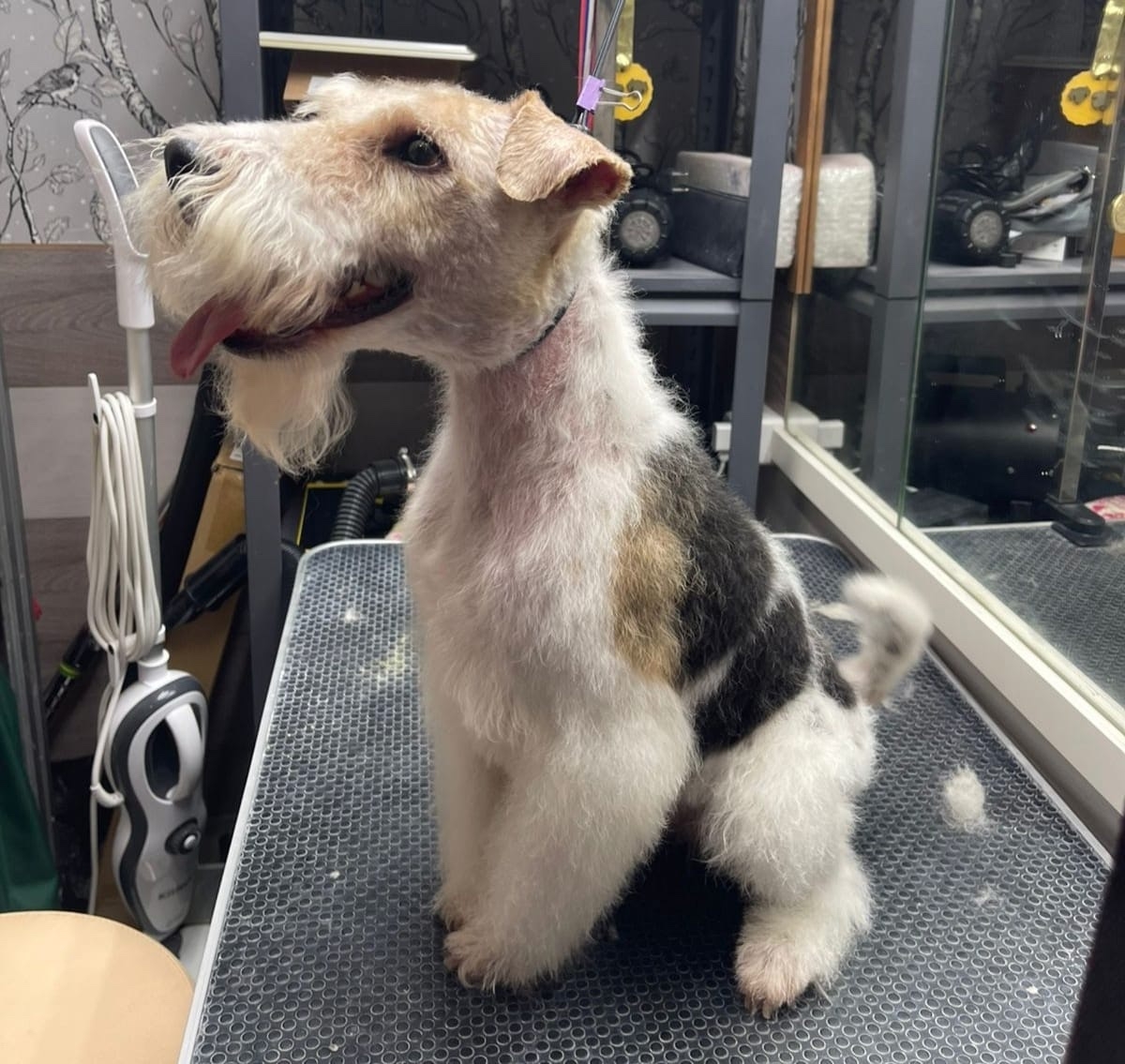 Ватсон ищет новый дом В (1)